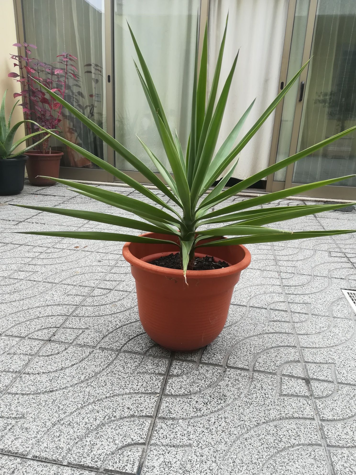 Aloe Vera -   Yuca - Palmeira de interior e exterior