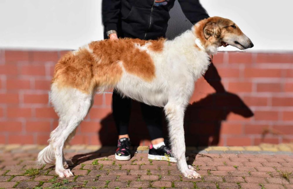 Borzoi Chart rosyjski