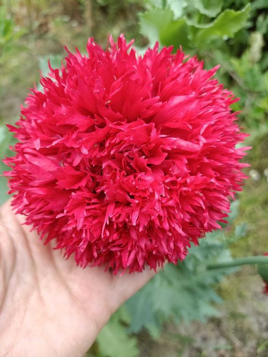 насіння садового маку піоновидного семена папавера асорті.