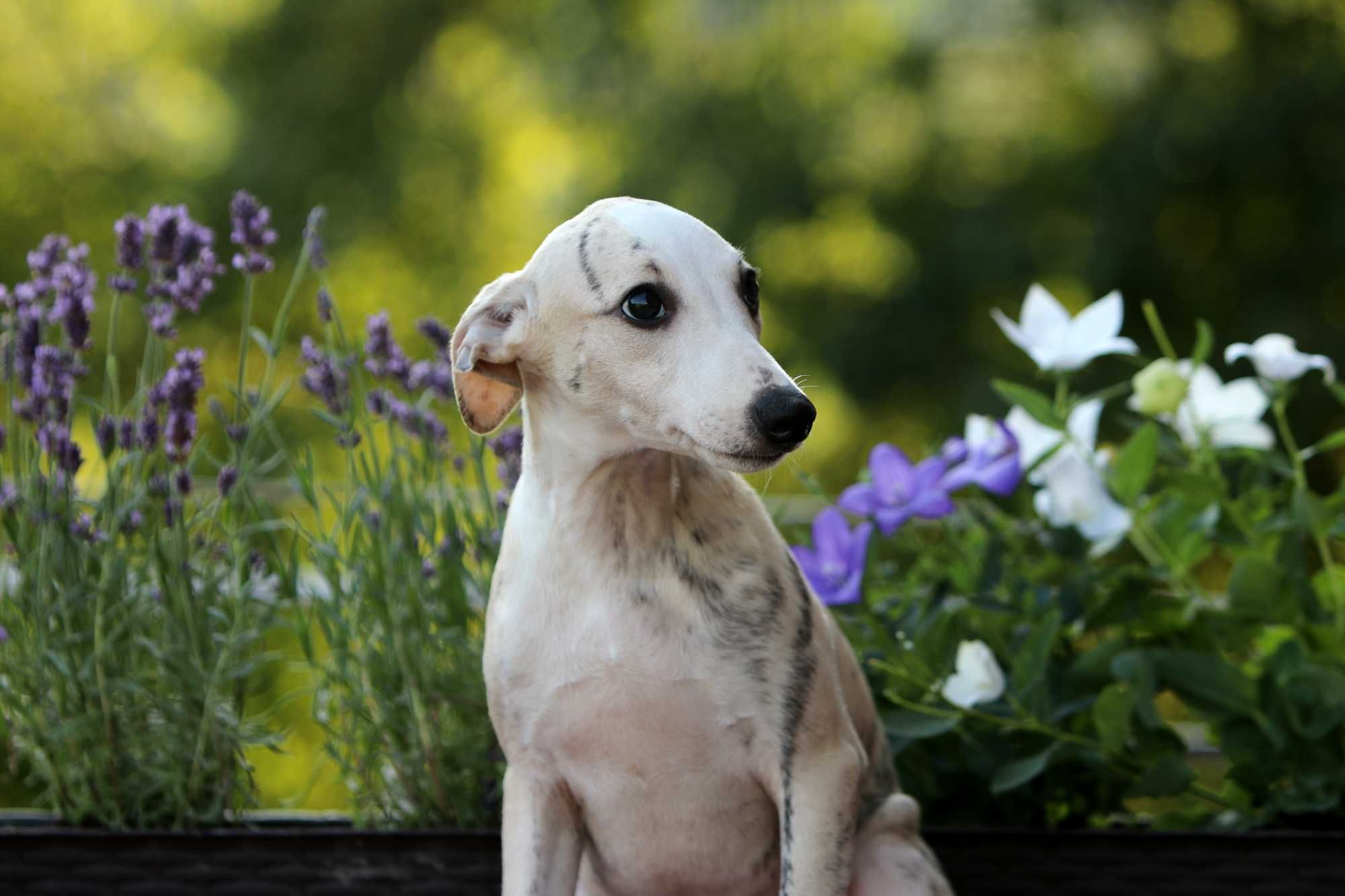 Whippet Chart angielski ZKwP/FCI cudowny piesek RANGER