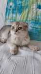 Очень милый шотландский котик