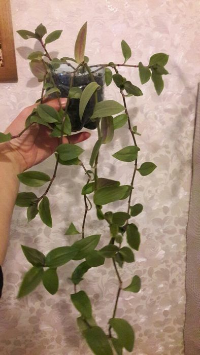 Вющийся вазон  .