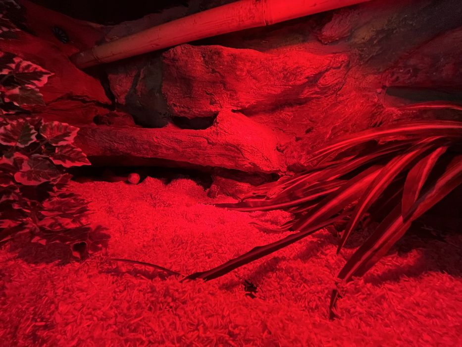 Wąż zbożowy z terrarium 120x40x40 pełne wyposażenie