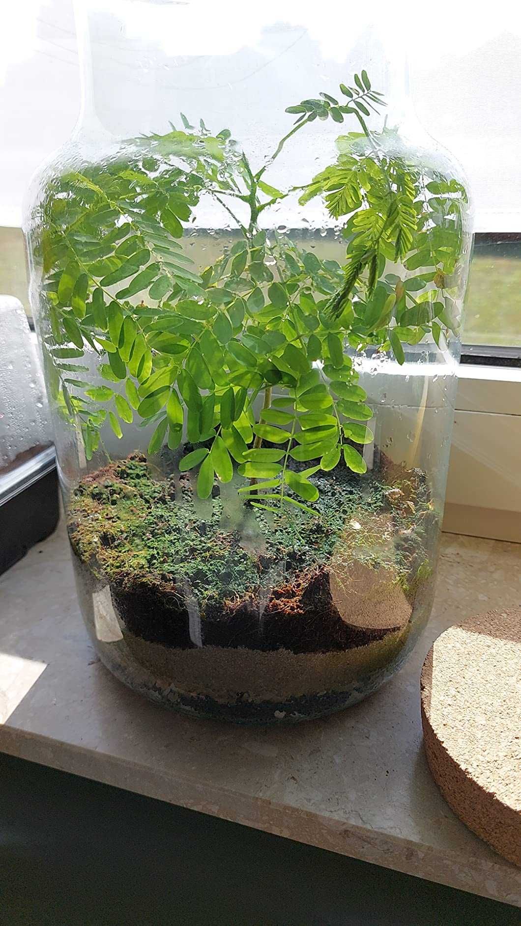 Drzewko Bonsai Kompletny Zestaw do Uprawy Drzewka Nasiona Bonsai