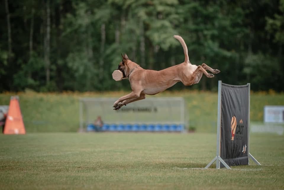 Szczeniak Owczarek Belgijski Malinois FCI