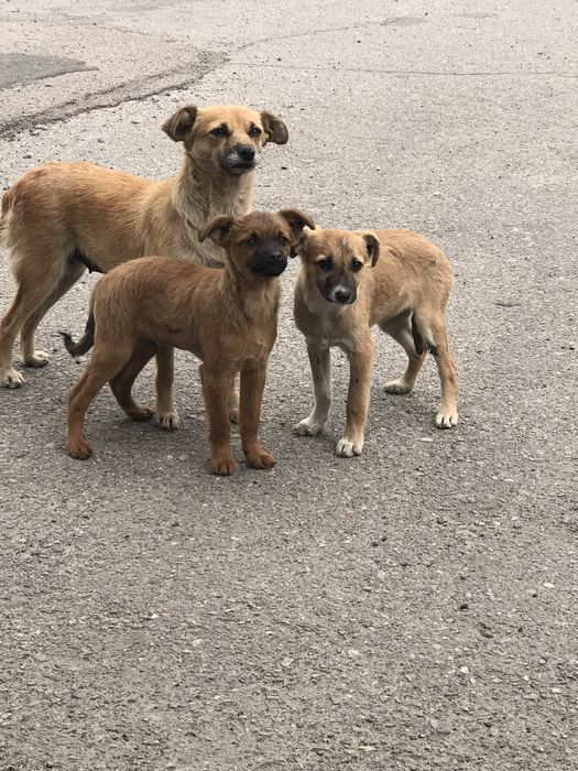 Цуценята в пошуку сім‘ї.