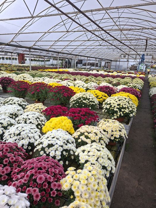 Chryzantemy pod dom na telefon