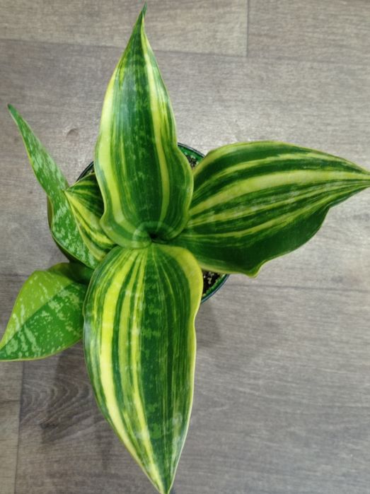 Сансевиерия Лонг лиф  Перл Янг Виена Зиберт вар Зебра Голод флейм