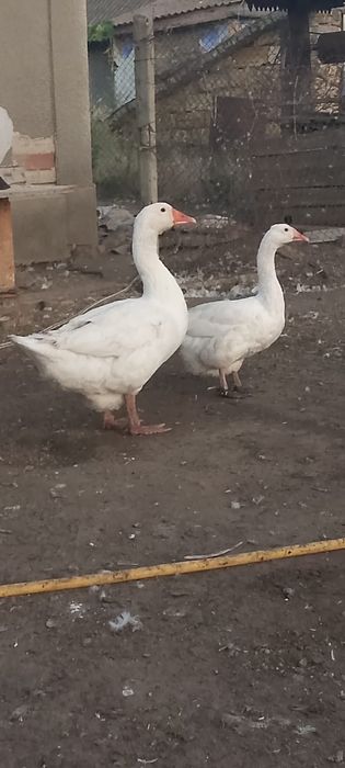 Продам гусей на мясо