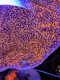 Montipora Superman koralowiec SPS koral koralowce nie LPS miękki