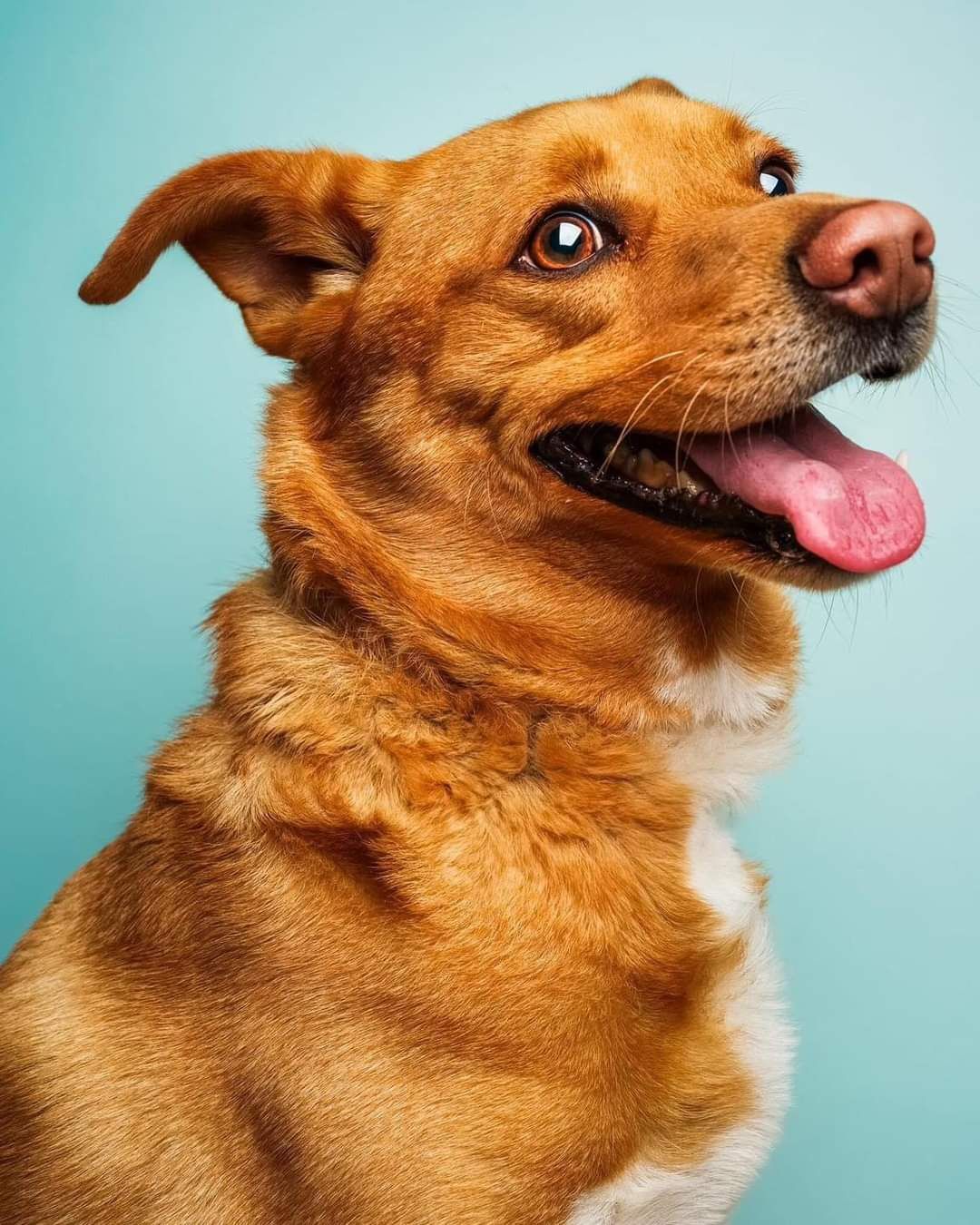 Piesek Filek do adopcji!