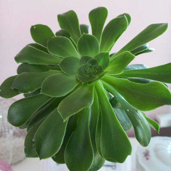 Aeonium canariense egzotyczne rośliny