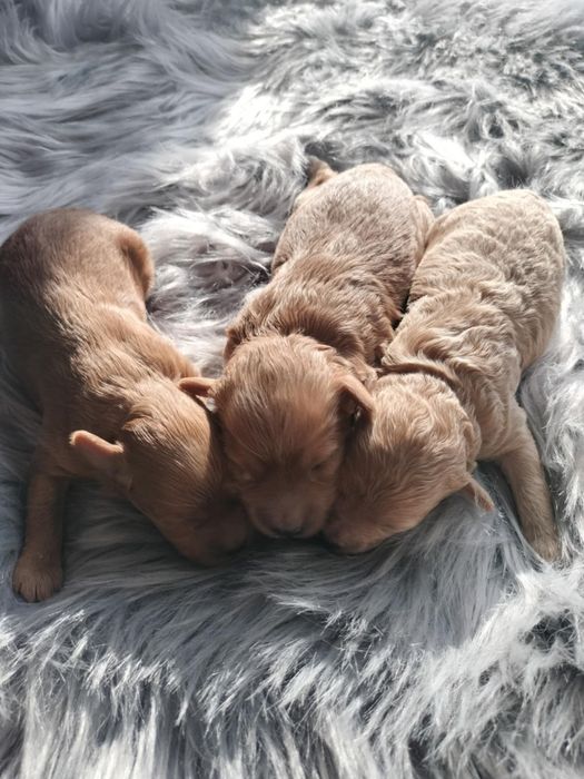 MALTIPOO Piękne Psiaki Hodowla Sisi i Spajki