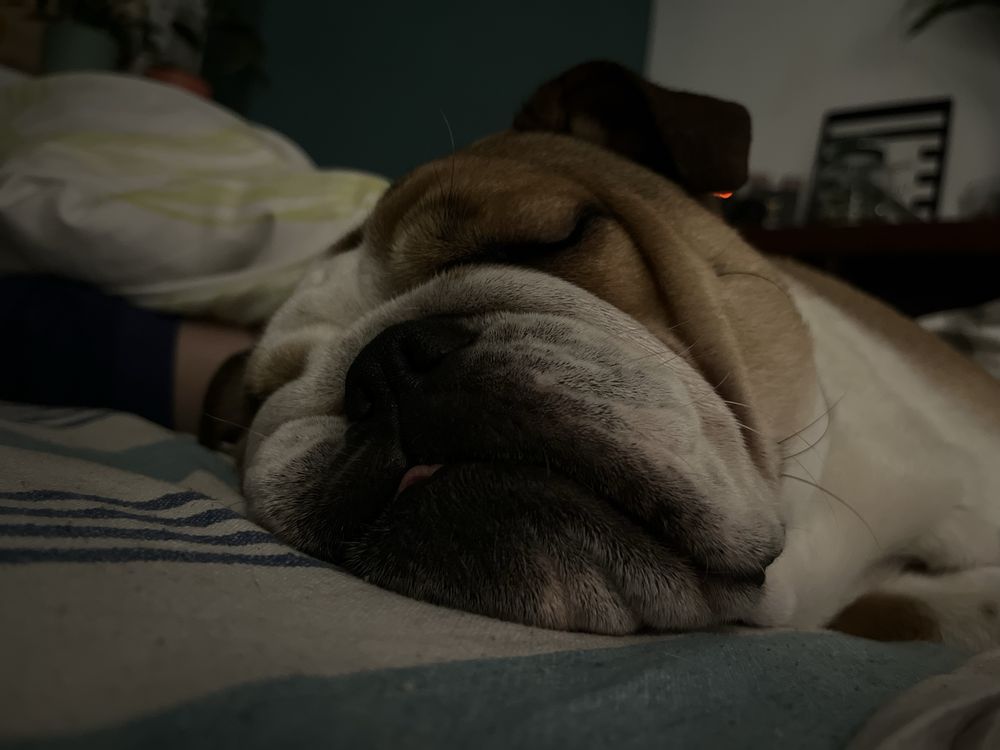 Suczka Buldog Angielski FCi