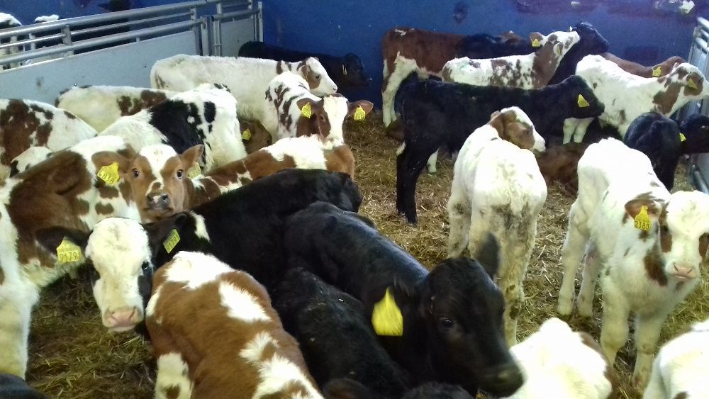 Cielęta Mięsne, Mleczne, Sprzedam do hodowli, dowóz