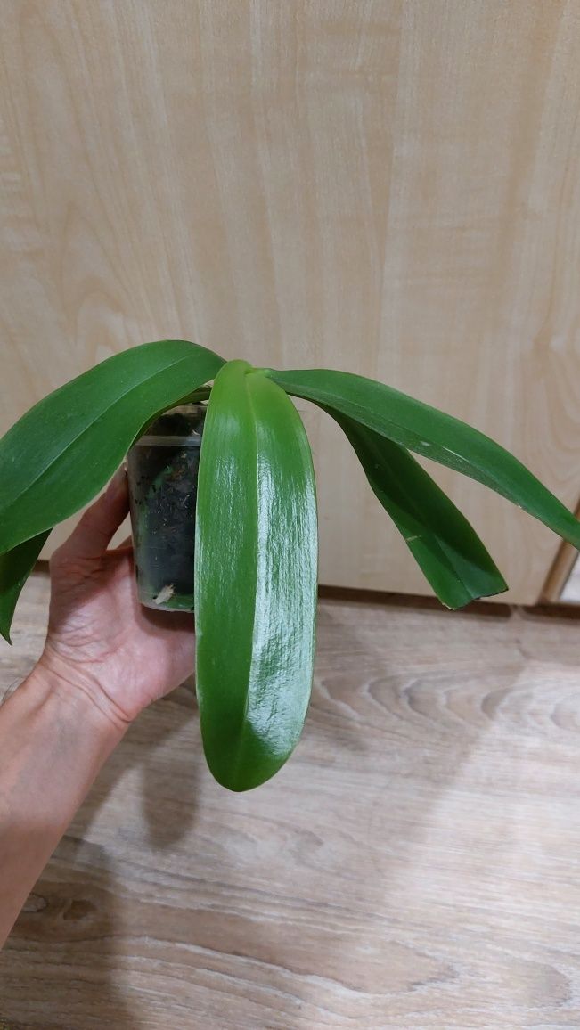 Орхідея орхидея фаленопсис Ліодоро