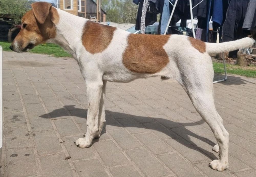 Samiec foksteriera krótkowłosego polujący