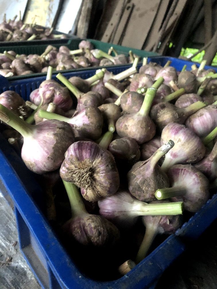 Продам зимовий Часник, Сорт "Любаша"