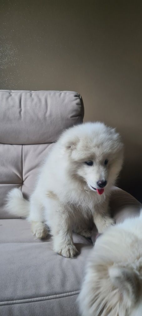 Samoyed samojed suczka piesek