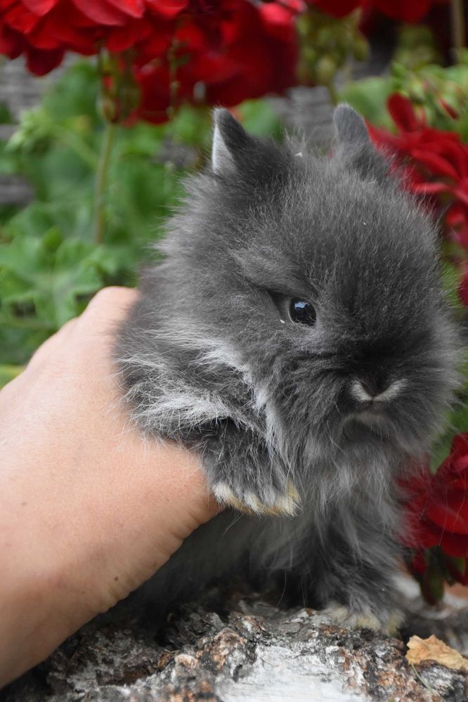 Karzełek Teddy / długowłosy / puszysty