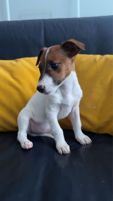 Продаються цуценята Джек-Рассел тер’єр!