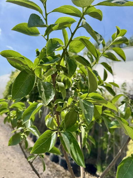 Diospyros 'Cioccolatino', 'Tipo', 'Vaniglia', Kaki, pień 80cm