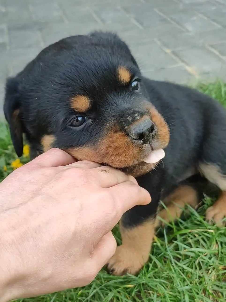 Suczka Rottweiler ZKwP/FCI