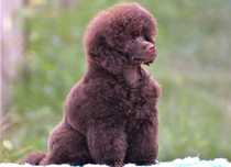 Pudel Toy Brown pudel