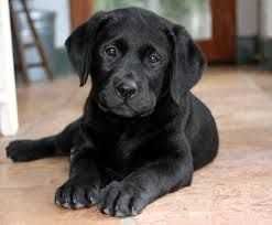 labrador retriever  czarny suczka przepiękna rodowód