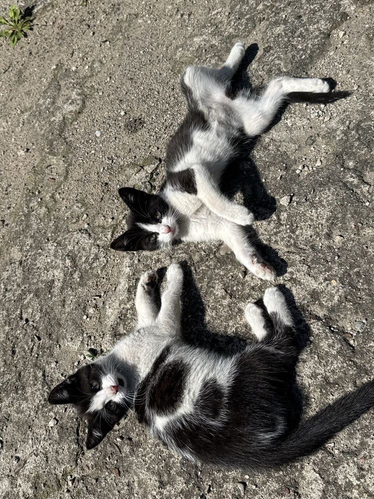 Koty do oddania od zaraz