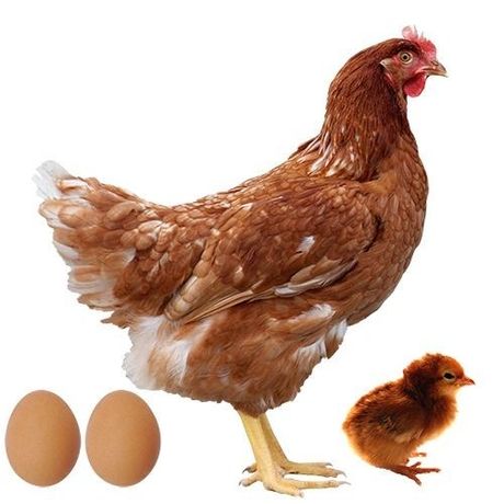 Яйця для інкубатора дешево