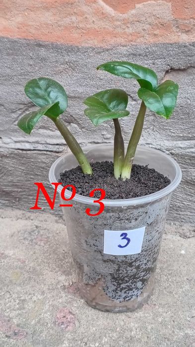 Замиокулькас Зензи.