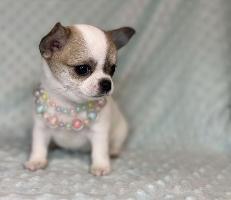 Chihuahua Femea Pelo Curto