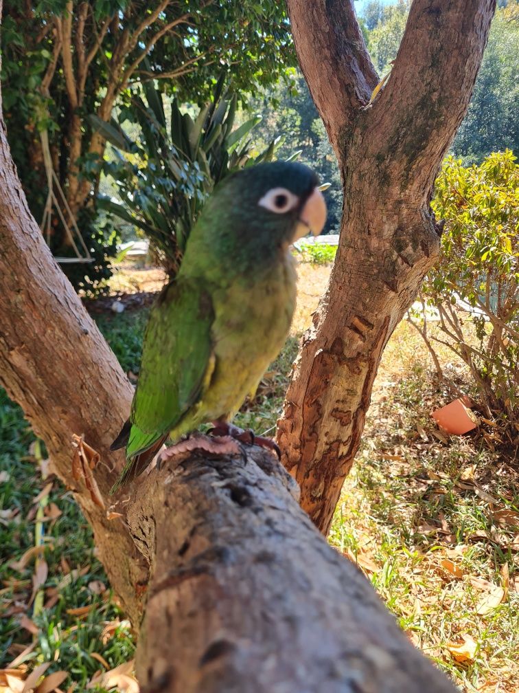 Aratinga acuticaudata meiga