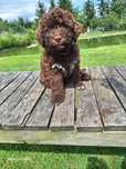 Lagotto romagnolo piesek brązowy FCI ZKwP