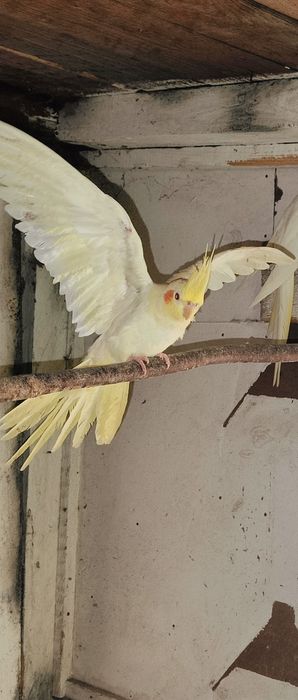 Papugi Nimfy Sprzedam