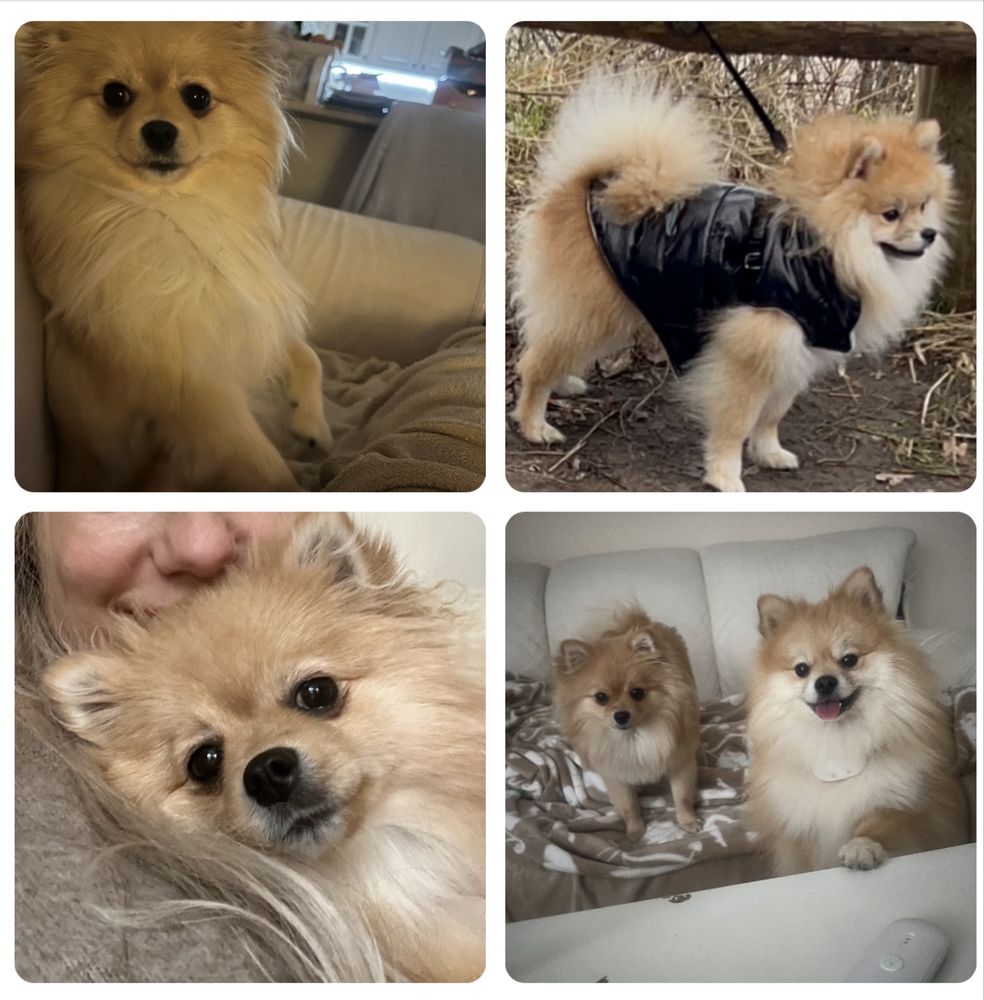 Pomeranian szpic miniaturowy pies xs misiu słodziaczek