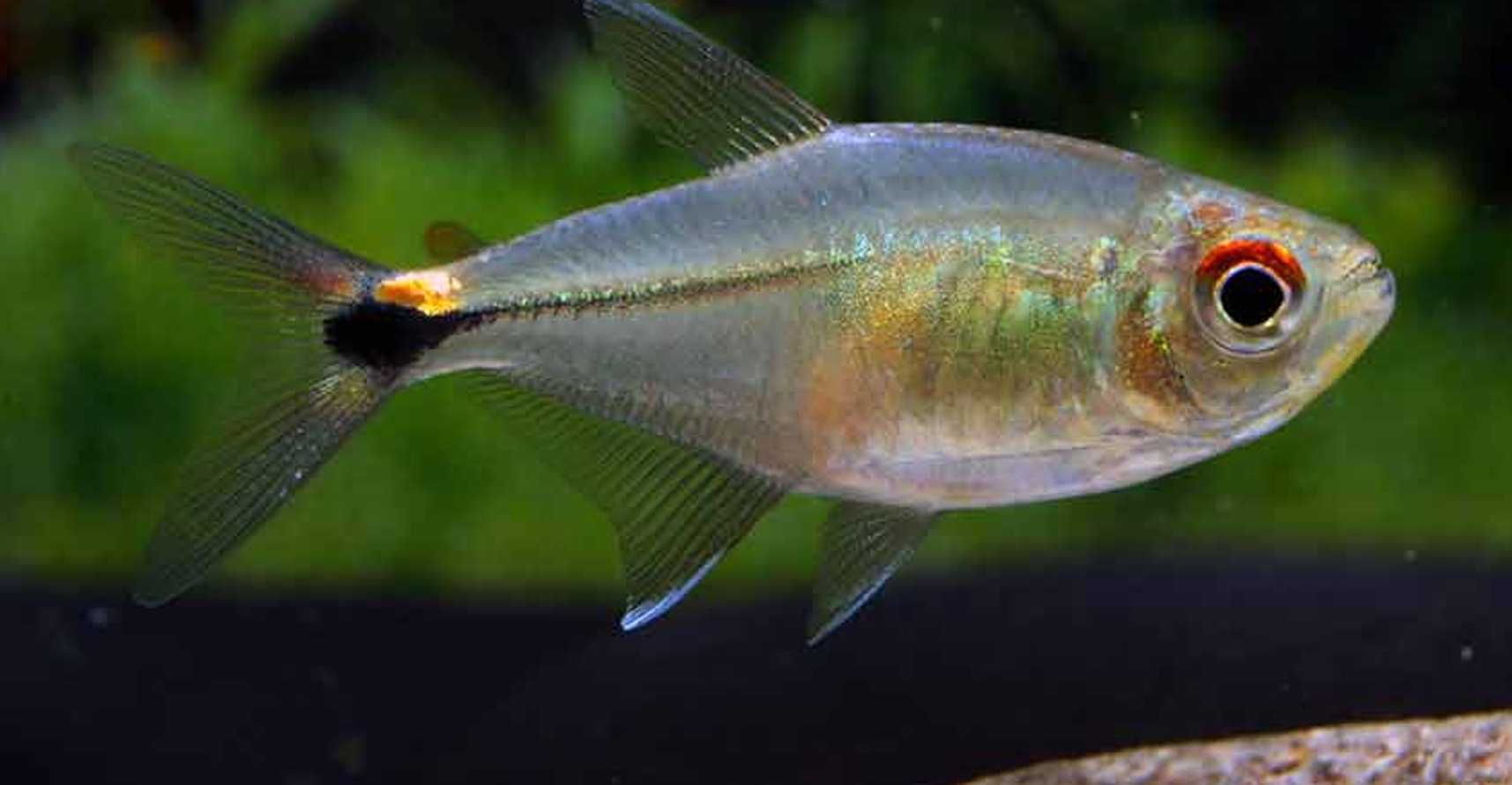 Zwinnik latarnik - Hemigrammus ocellifer - dowóz, wysyłka