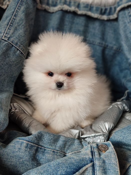 Мальчик шпицулька мини