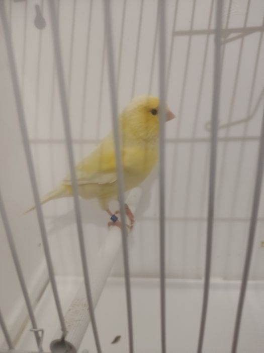 Koroniak niemiecki samiec i samica