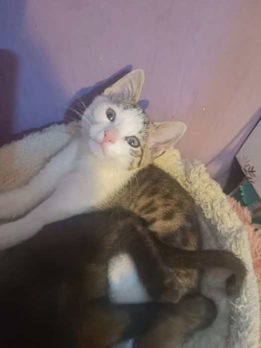 Koteczka Leydi do adopcji