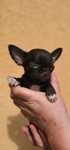 Chihuahua mini choco  chłopczyk!
