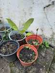 Abacateiro abacateiro