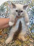 Ragdoll kocur blue mitted
