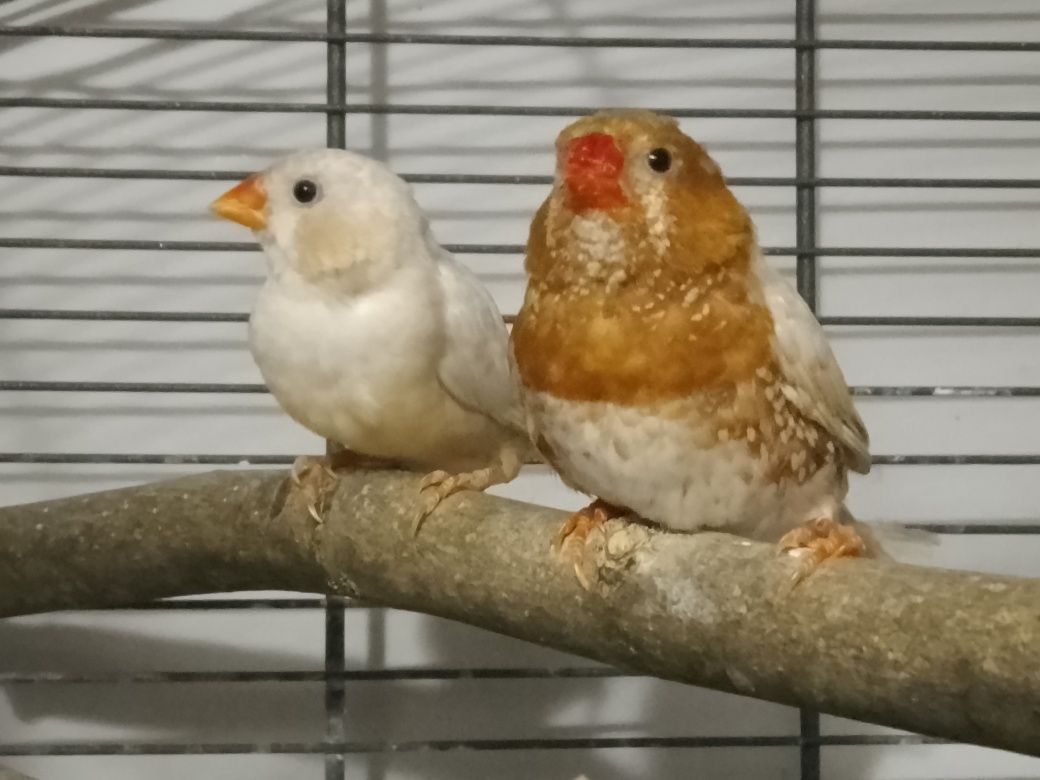 Sprzedam zeberki
