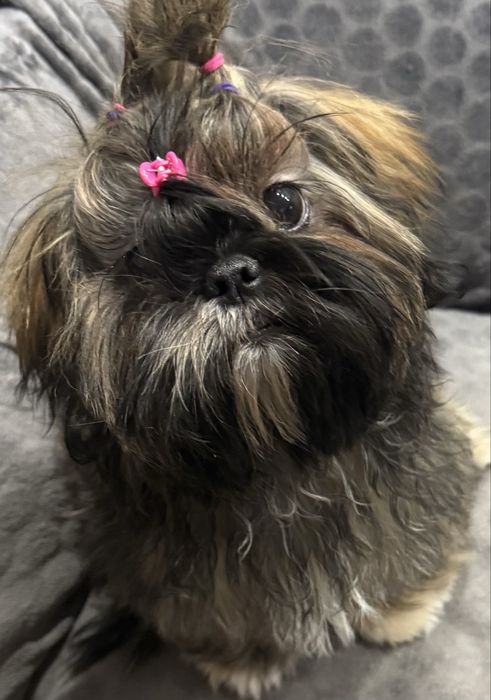 Suczka rasy shih tzu
