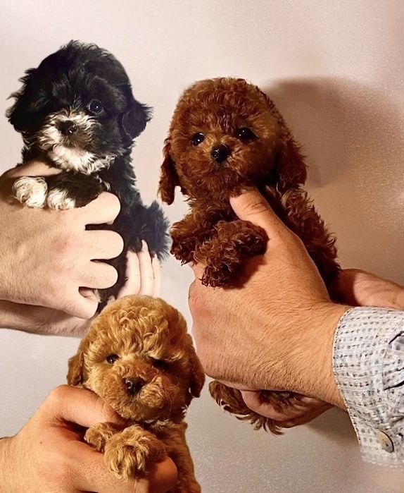 Дивовижні позитивчики міні мальтипу / той пудель бебі фейс з