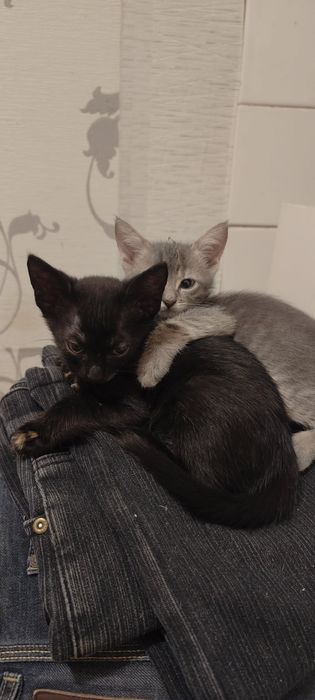 Очень воспитанные и умные Котята 2 месяца ищут добрую семью