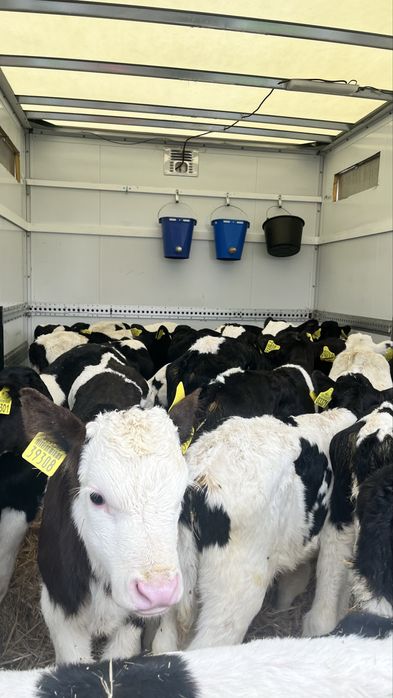 Sprzedam cielqki cielęta