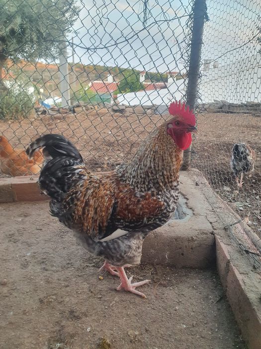 Galo pedrês, nascido no mês de maio.
